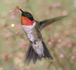Figure 6.20: Ruby-throated Hummingbird. Image from URL: http://en.wikipedia.org/wiki/File:Ruby