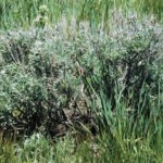 Figure 7.27: Examples of native Montana shrubs: silver sagebrush (top) and sandbar willow (bottom). Image from URL: http://www.mt.nrcs.usda.gov/technical/ecs/forestry/