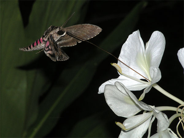 Figure 7.53: The moth shown above is able to pollinate flowers with long corollas due to its long proboscis. Image from URL: http://cipm.ncsu.edu/ent/ncentsoc/photoco8.htm, Author: Clyde Sorenson, Clayton, North Carolina
