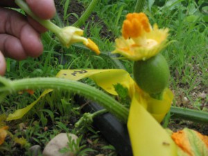 Figure 7.21: The flower on the right is the female squash flower, identified by the stigmas and bulbous ovary. The flower on the left, in the gardener’s hand, is the male flower with only the stamen (both flowers have had the corolla removed for hand pollination). Image from URL: http://commons.wikimedia.org/wiki/File:Western_Meadowlark.jpg