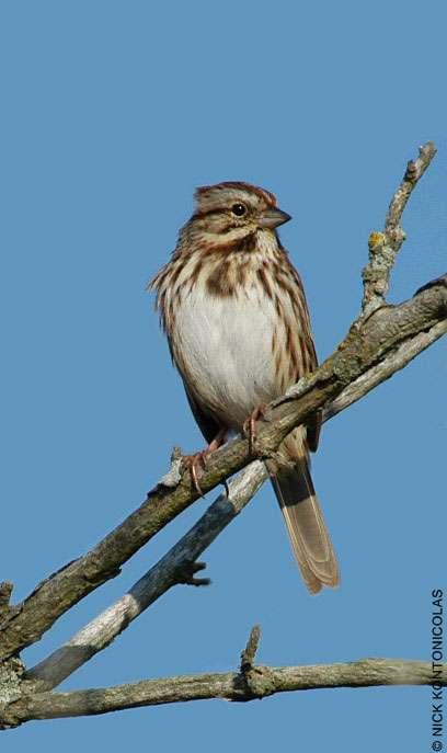 Figure 6.77: Song Sparrow. Image from FWP. 