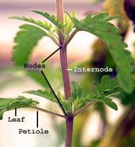 Figure 7.12: Stem showing internode, nodes, a leaf, and a petiole. Image from URL: http://en.wikipedia.org/wiki/