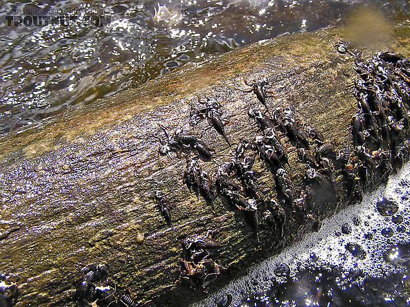 Figure 8.10: Some stonefly larvae crawl out of the water and onto stones, logs or emergent vegetation when they are ready to molt to the adult stage. Image from URL: :  http://www.troutnut.com/hatch/13/Insect-Plecoptera-Stoneflies