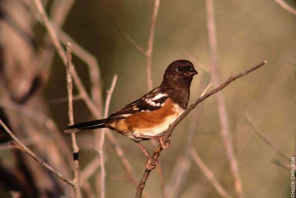 Figure 6.78: Spotted Towhee. Image from FWP. 
