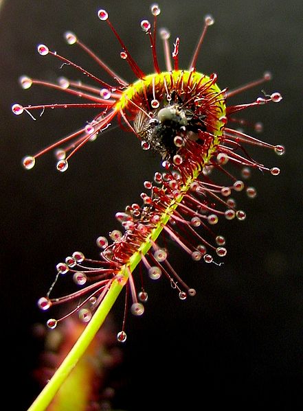 Figure 7.42: The flypaper trap uses sticky leaf substances to trap insects on the leaf surface. The sundew plant is an example of a flypaper trap. In this photo, The leaf of sundew bends in response to the trapping of an insect. Image from URL: http://en.wikipedia.org/wiki/File:Drosera_capensis_bend.JPG, Author: Noah Elhardt