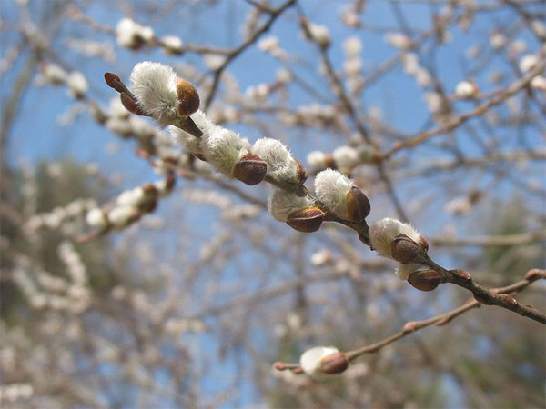 Figure 7.22: The American Willow or Pussy Willow (Salix discolor) displays male flowers in this photo. Image from URL: http://en.wikipedia.org/wiki/File:Pussy_willow_branch.jpg