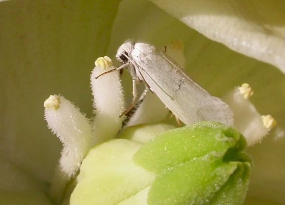 Figure 7.55: A yucca moth. Image from URL: http://www.cals.ncsu.edu/course/ent425/images/pollinators_gallery/images/06_yucca_moth_jpg.jpg