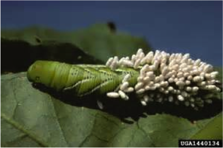 Figure 8.18: Brachonid wasp eggs on a caterpillar.