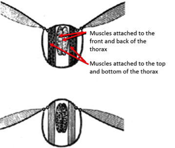 Figure 8.5: Indirect flight muscles of insects. The top panel shows the contraction of the muscles attached to the top and bottom of the thorax with wings pulled up. The bottom panel shows the contraction of the muscles attached to the front and back of the thorax with wings pulled down.