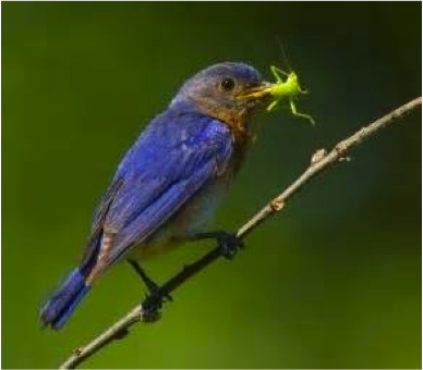 Figure 8.25: A bird eating an insect.