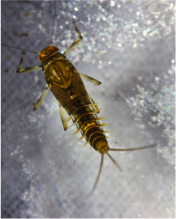 Figure 8.26: A mayfly larva that often drifts at night.
