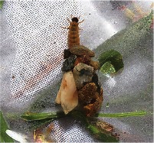 Figure 8.21: Glossosomatid caddisfly larva with stone case. Photo by Rhithron Associates.