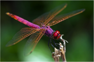 Figure 8.31: The large eyes of this dragonfly allow it to see potential predators and dart out of the way.