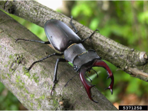 Figure 8.34: The enlarged mouthparts of the stag beetle, Lucanus cervus, can be an effective morphological defense.