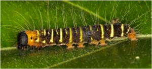 Figure 8.36: Caterpillar with warning coloration and spines and hairs.