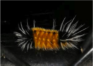 Figure 8.37: Caterpillar with warning coloration and spines and hairs.