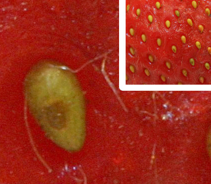 Strawberry seeds, which are actually achenes.