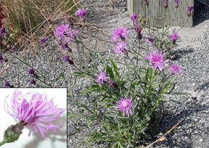 Spotted knapweed has stiff bracts topped with dark comb-like fringe giving beneath the flowers, giving the plant its spotted appearance.