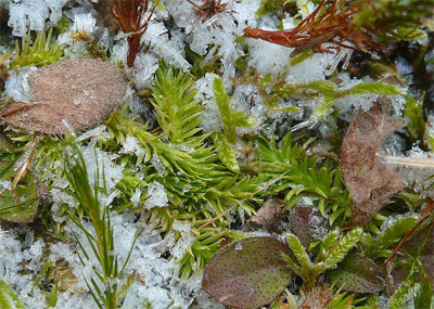 Northern bog club moss is a species of concern in Montana.