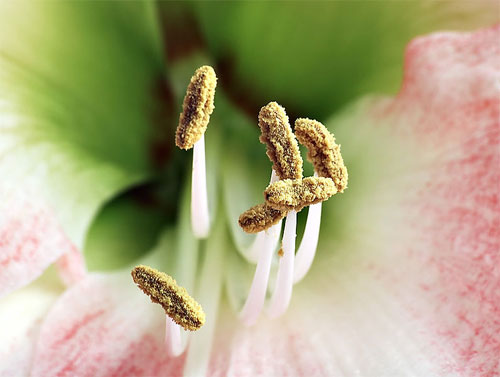 Stamen, with anthers clearly visible
