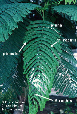 Figure 7.11: This is a bipinnately compound leaf of Delonix regia, royal poinciana. A bipinnately compound leaf is divided twice: each leaflet is subdivided into smaller leaflets. The pinna (pl. pinnae) is the name of the first division. The pinnule is the name of the ultimate division. The pinnae are on the primary rachis, while the pinnules are on the secondary rachis.