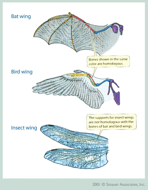 Bernoullis Principle Bird Wing