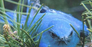 Figure 6.80: Mountain Bluebird. Image from FWP.